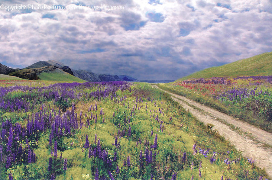 Flora, Flower, Foxglove, Plant, Field, Grass, Grassland