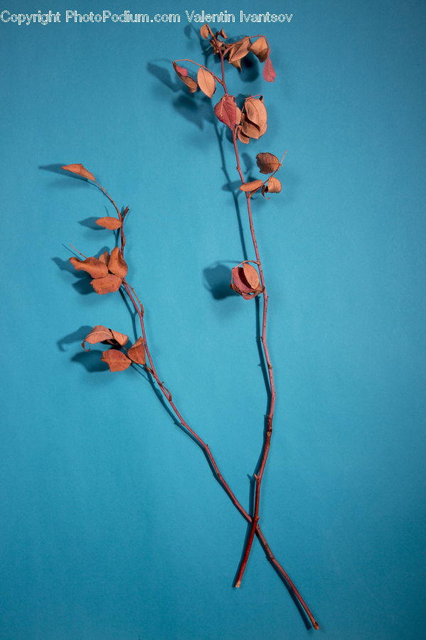 Toy, Paper, Blossom, Flora, Flower, Geranium, Plant