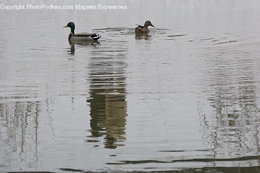 Bird, Waterfowl, Outdoors, Ripple, Water