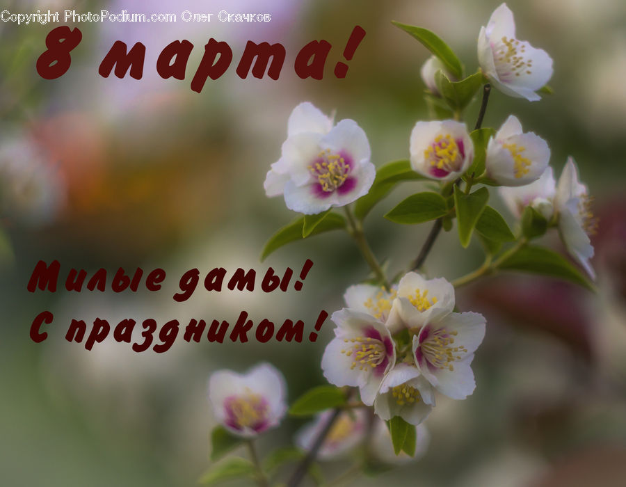Blossom, Flora, Flower, Plant, Cherry Blossom