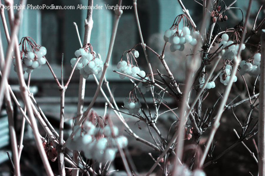 Frost, Ice, Outdoors, Snow, Blossom, Flora, Flower
