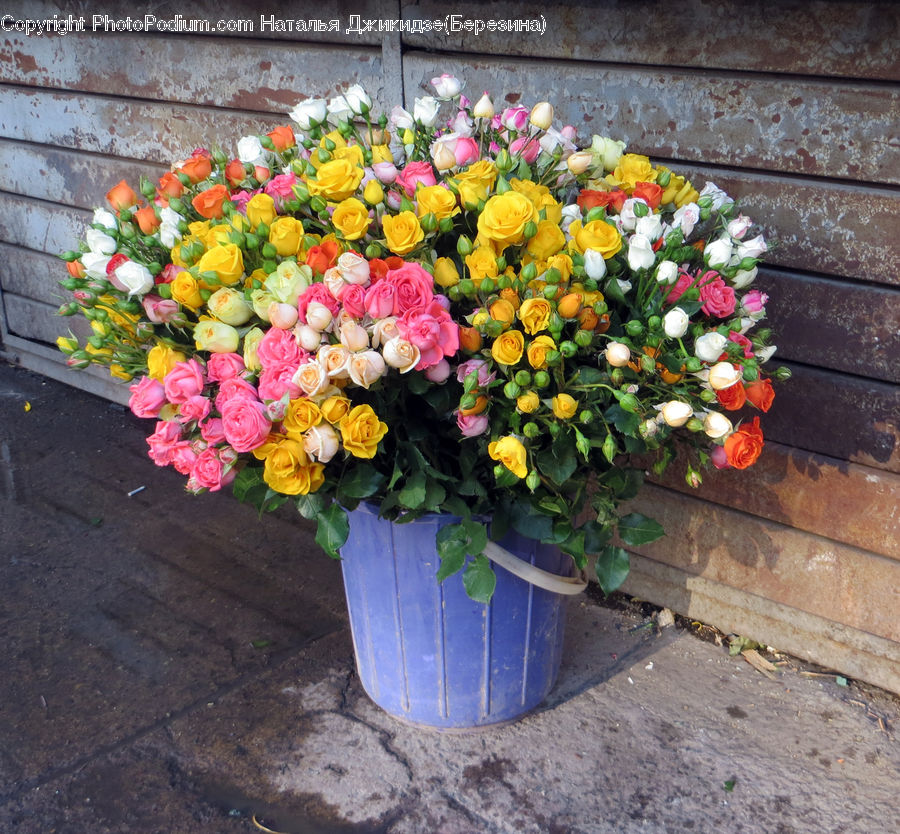 Plant, Potted Plant, Planter, Flower, Flower Arrangement, Flower Bouquet, Blossom