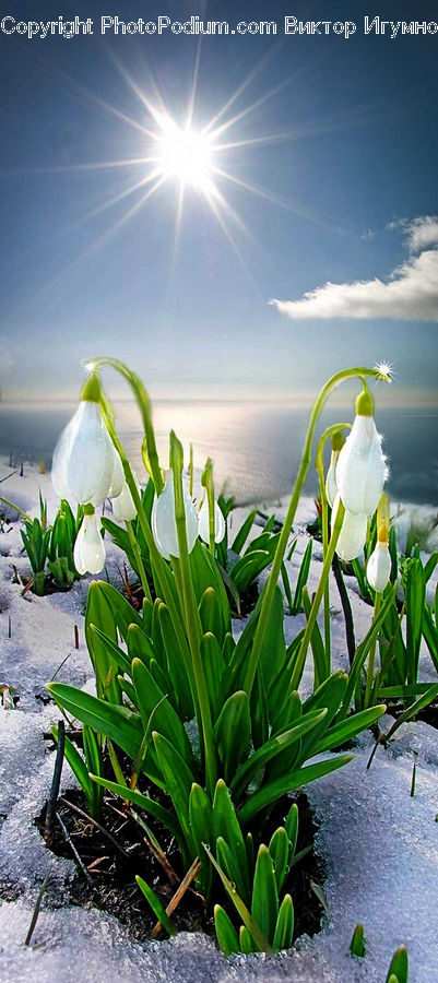 Blossom, Daffodil, Flora, Flower, Plant, Aquilegia, Amaryllidaceae
