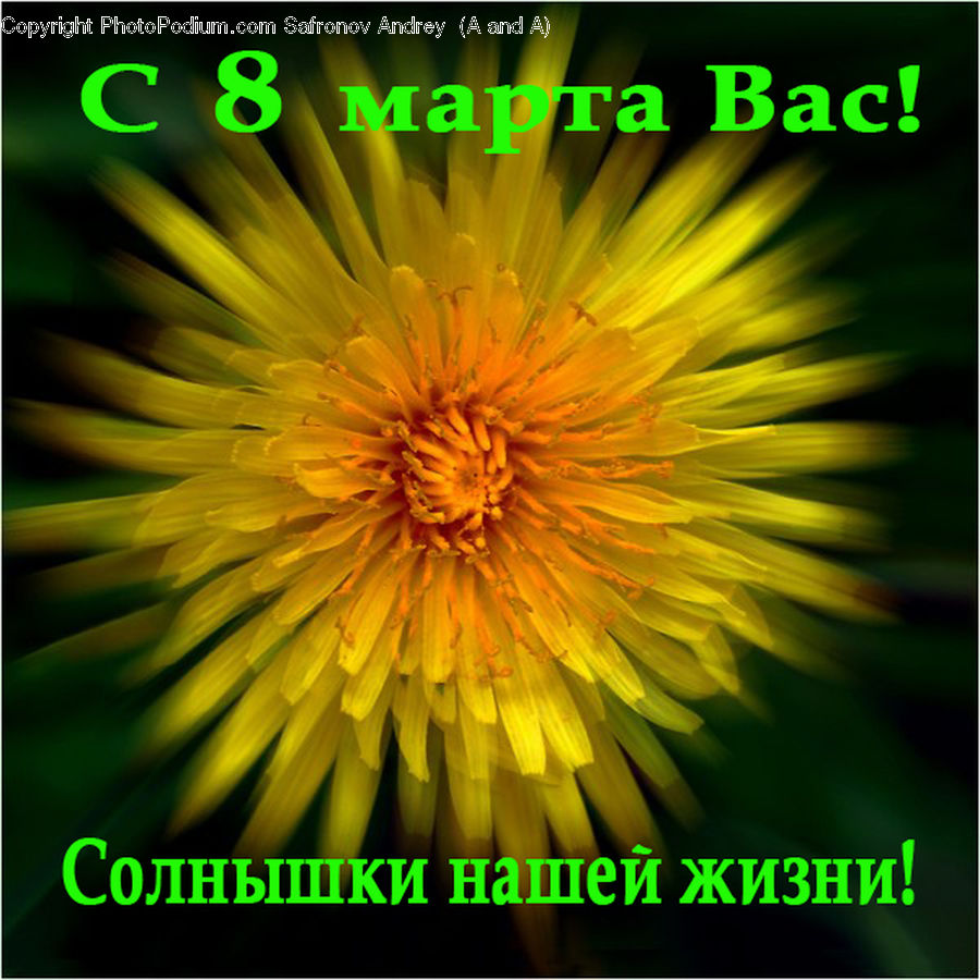 Dandelion, Flower, Plant, Blossom, Dahlia, Flora, Brochure