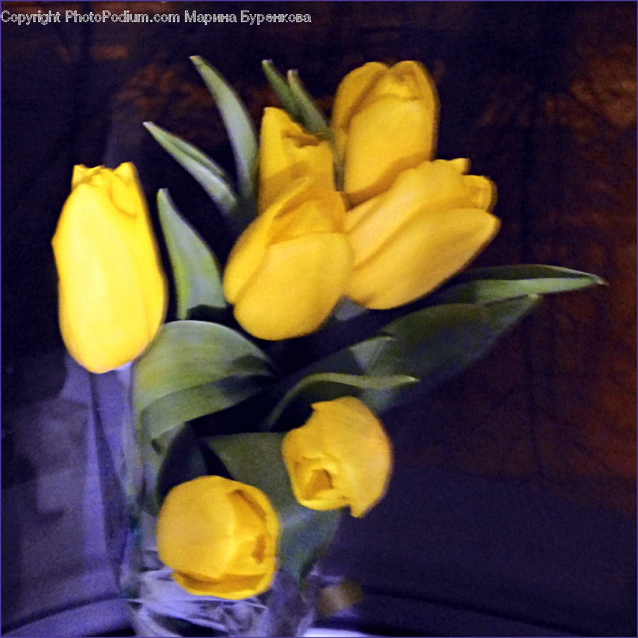 Floral Design, Flower, Flower Arrangement, Flower Bouquet, Ikebana, Blossom, Crocus