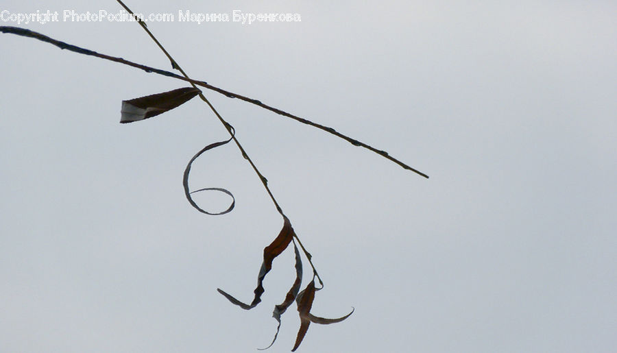 Bee Eater, Bird, Field, Grass, Grassland, Plant, Alphabet