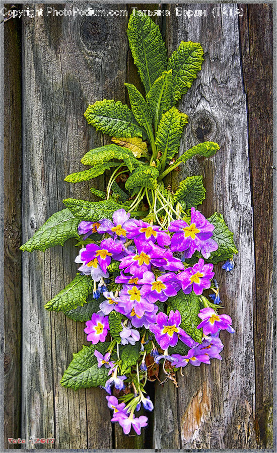 Blossom, Flora, Flower, Plant, Violet, Potted Plant, Gladiolus