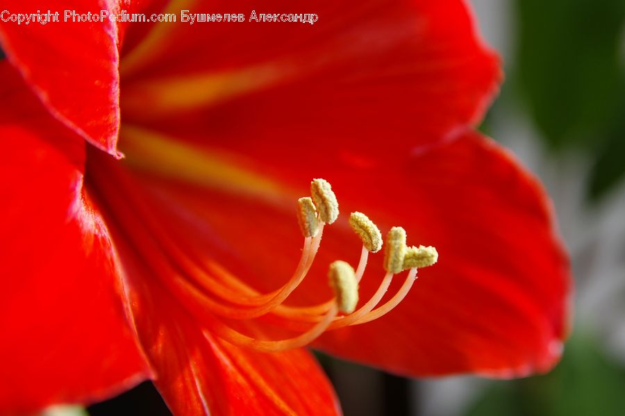 Amaryllis, Flower, Plant, Blossom, Flora, Geranium, Gladiolus