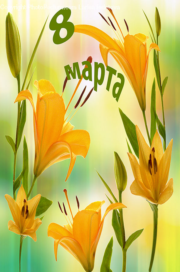 Flora, Flower, Lily, Plant, Floral Design, Gladiolus, Blossom