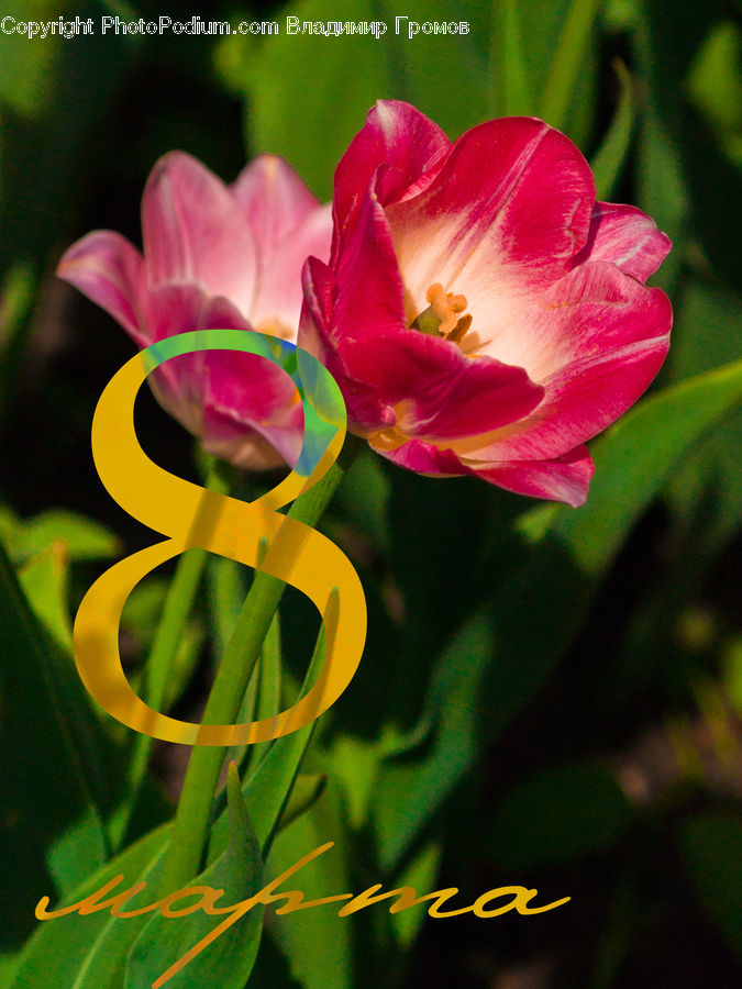 Blossom, Flora, Flower, Geranium, Plant, Gladiolus, Crocus