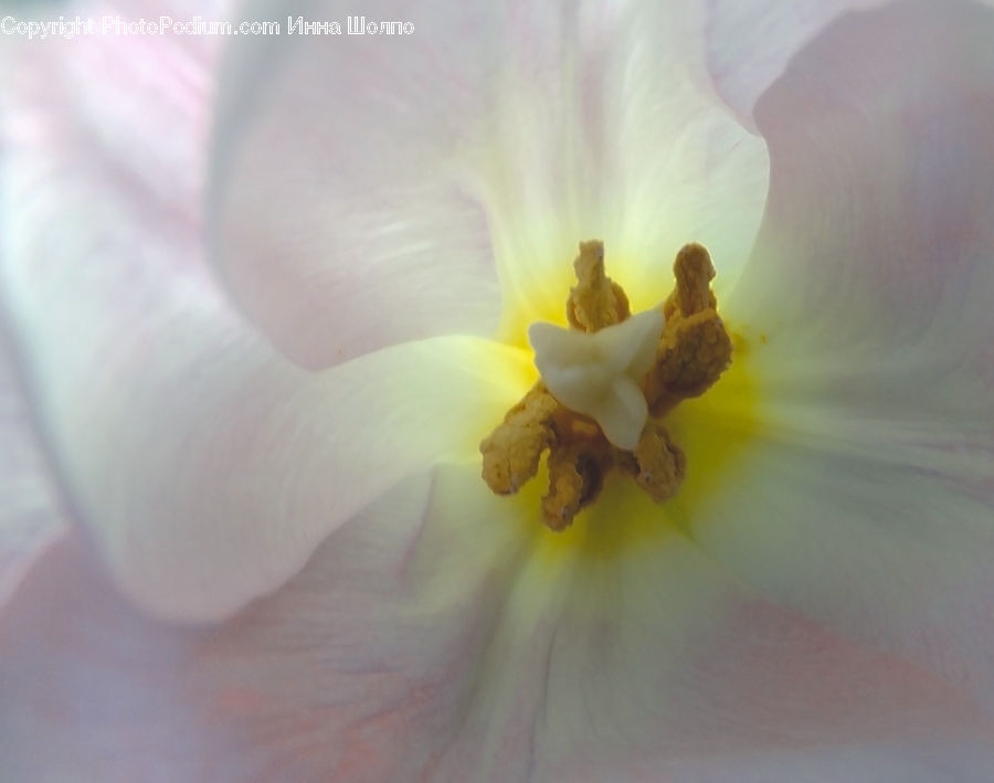 Blossom, Daffodil, Flora, Flower, Plant, Crocus, Cosmos
