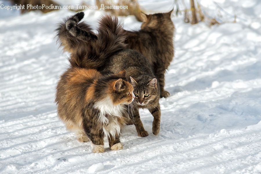 Animal, Canine, Dog, German Shepherd, Mammal, Pet, Cat