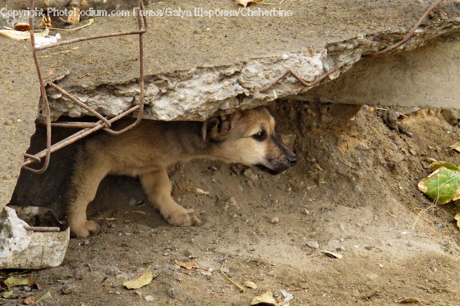 Animal, Cougar, Lion, Puma, Plumbing, Canine, Dog