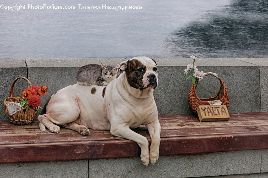 Animal, Canine, Dog, Mammal, Pet, Pug, Boxer