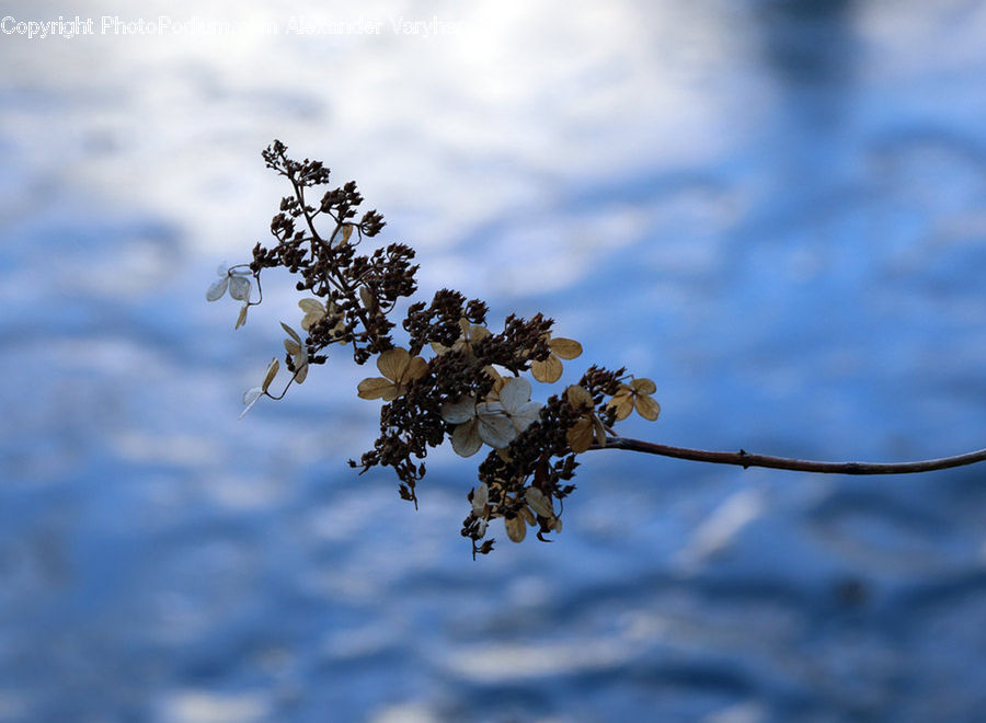 Blossom, Flora, Flower, Plant, Cherry Blossom, Conifer, Fir