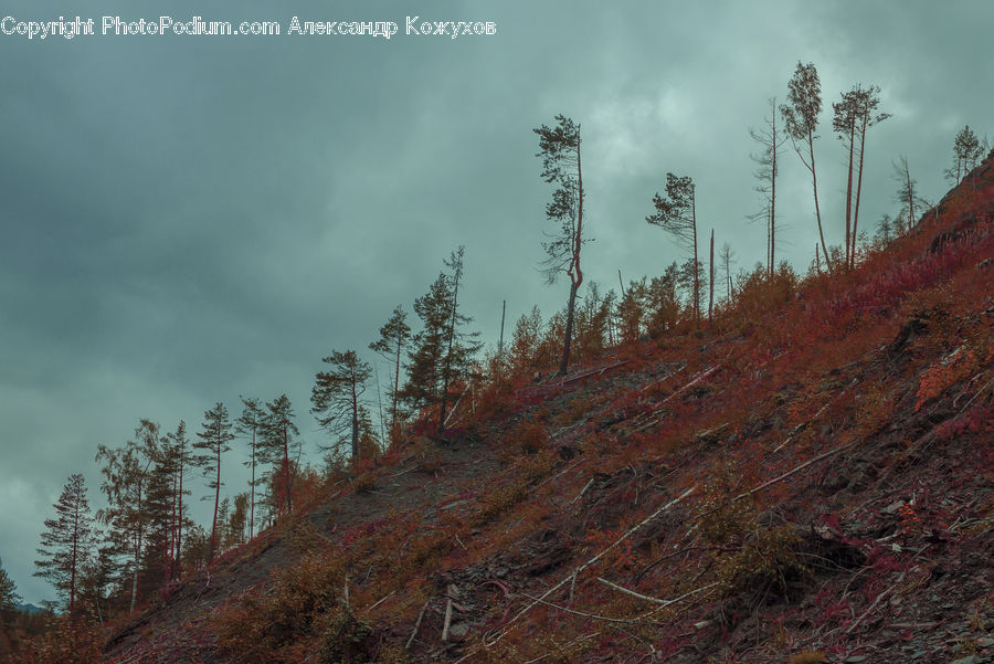 Conifer, Fir, Plant, Tree, Field, Grass, Grassland
