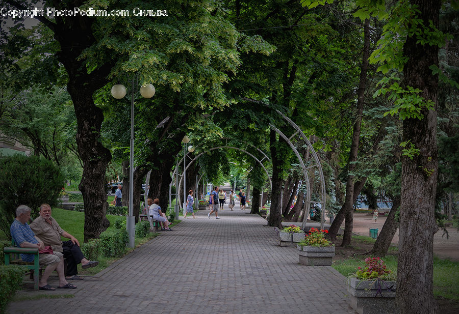 Bench, People, Person, Human, Plant, Tree, Boardwalk
