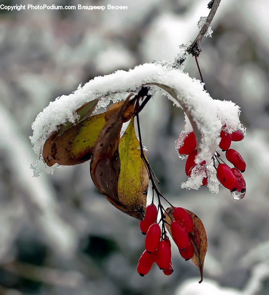 Frost, Ice, Outdoors, Snow, Blossom, Flora, Flower