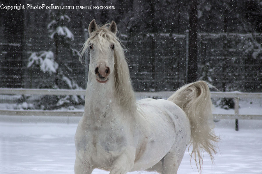 Animal, Horse, Mammal, Stallion, Ice, Outdoors, Snow