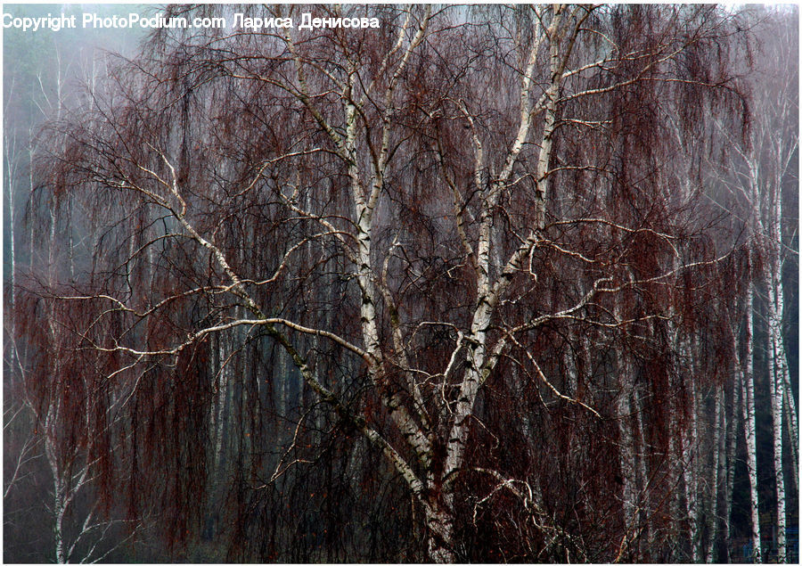 Field, Grass, Grassland, Plant, Birch, Tree, Wood