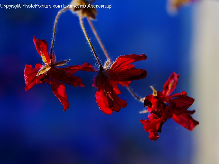 Blossom, Flora, Flower, Geranium, Plant, Pollen, Hibiscus