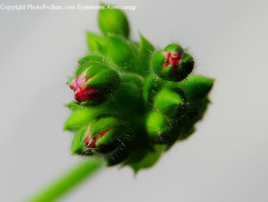Bud, Plant, Blossom, Flora, Flower, Geranium, Cactus