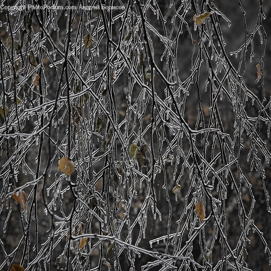 Frost, Ice, Outdoors, Snow, Bird, Robin, Conifer