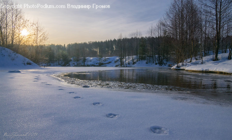 Forest, Vegetation, Ice, Outdoors, Snow, Arctic, Glacier