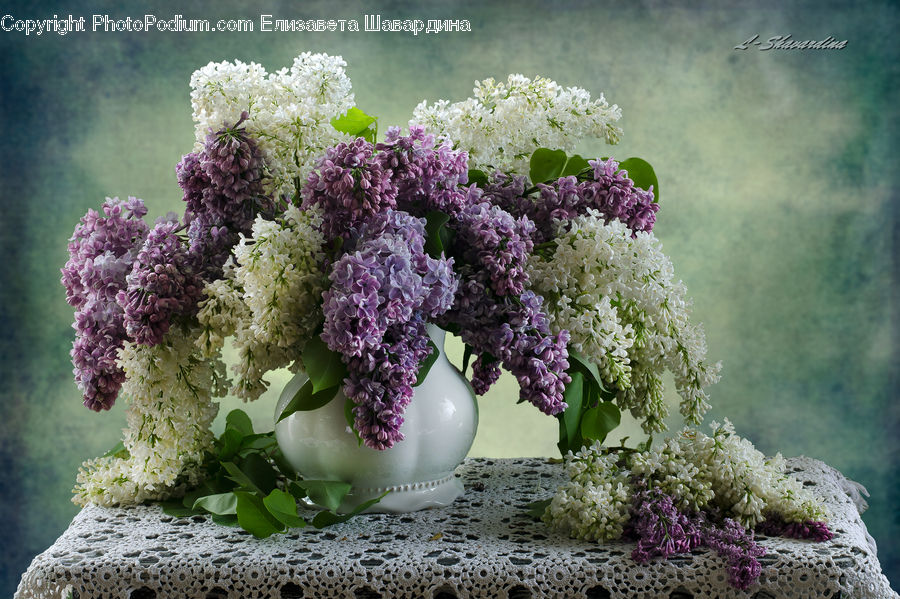 Blossom, Flower, Lilac, Plant, Potted Plant, Flora, Flower Arrangement