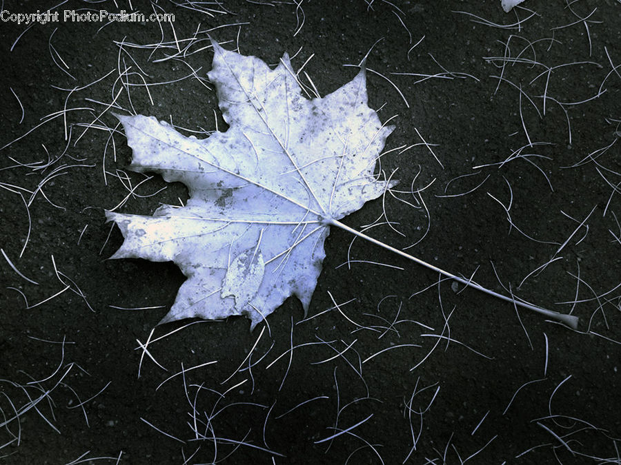 Maple, Maple Leaf, Plant, Ivy, Vine, Art, Modern Art