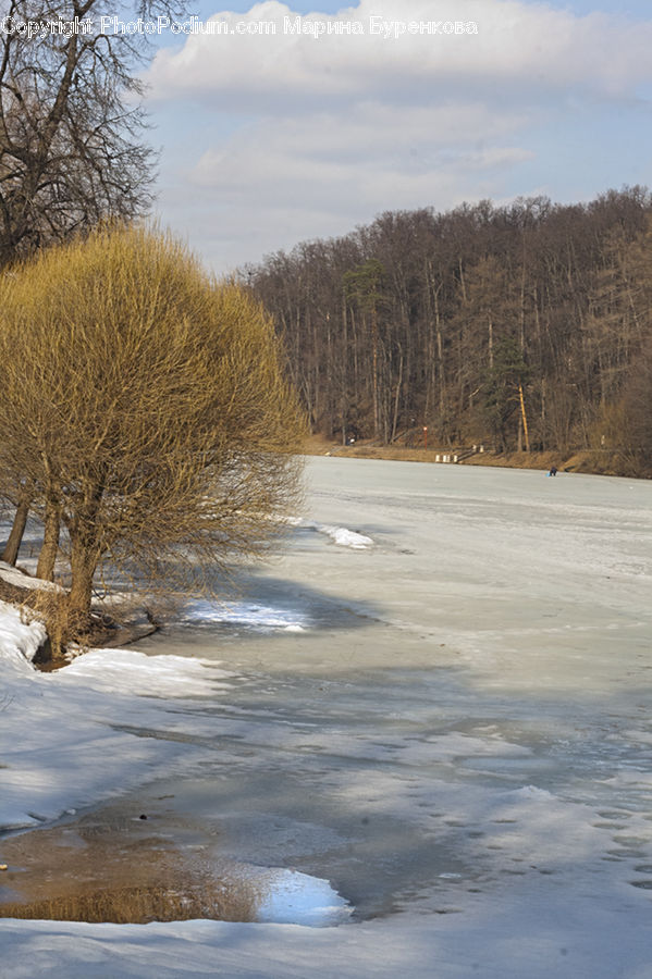 Ice, Outdoors, Snow, Oak, Tree, Wood, Plant