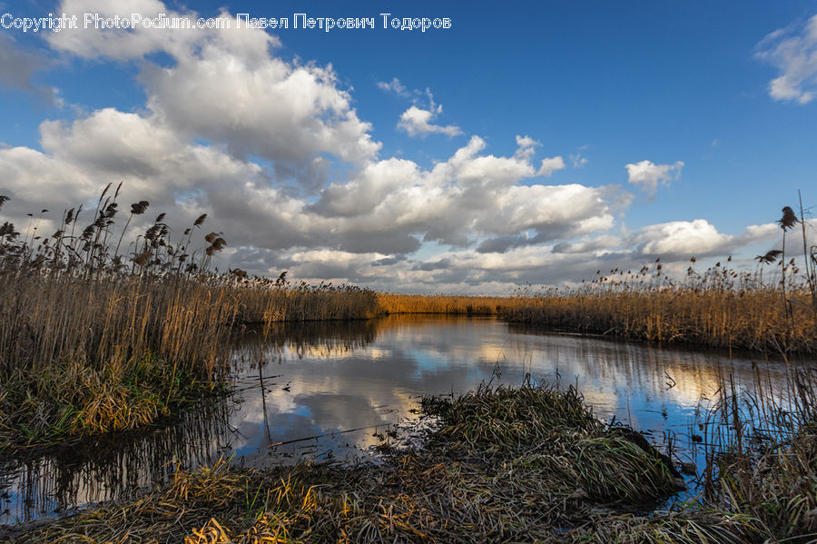 Land, Marsh, Pond, Swamp, Water, Field, Grass