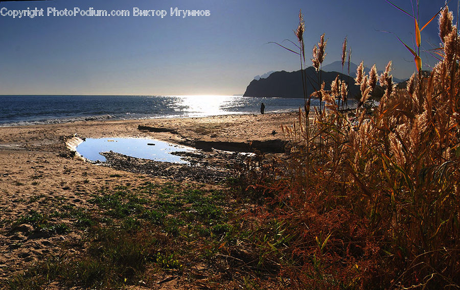 Grass, Plant, Reed, Field, Grassland, Coast, Outdoors