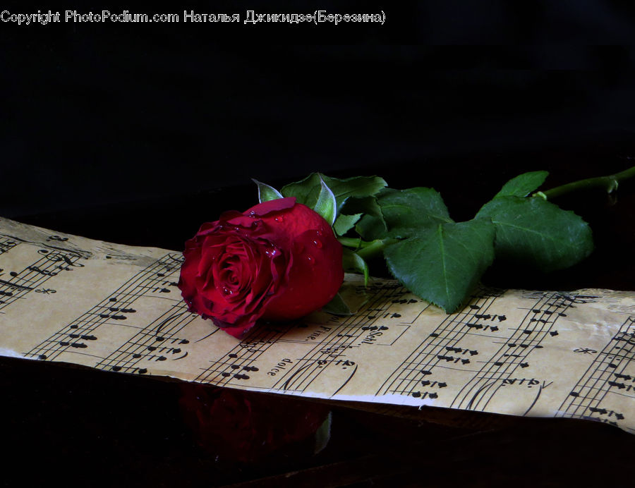 Blossom, Flower, Plant, Rose, Gift, Flower Arrangement, Flower Bouquet