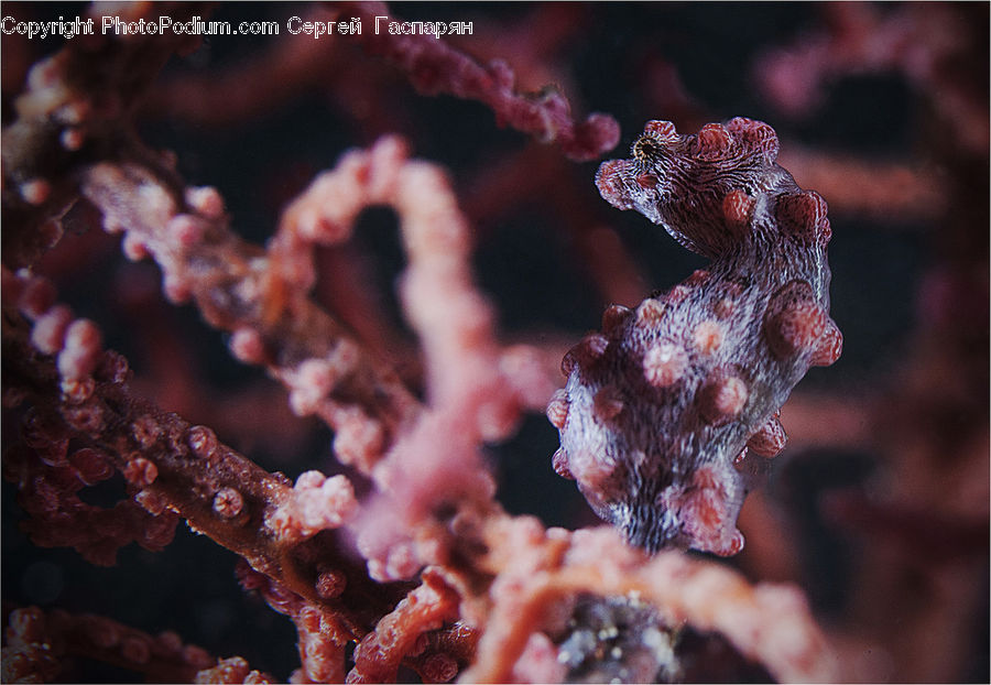 Mammal, Sea Life, Seahorse, People, Person, Human, Frost