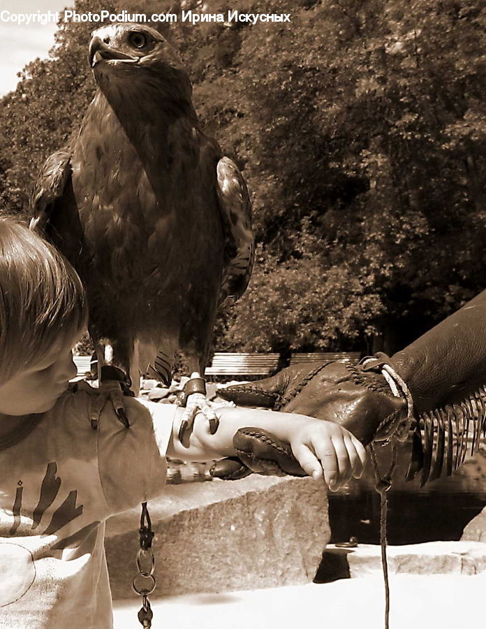 Bird, Blackbird, Crow, Buzzard, Harrier, Hawk, Vulture