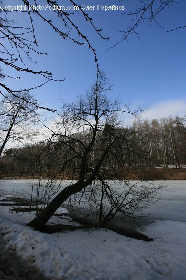 Plant, Tree, Ice, Outdoors, Snow, Birch, Wood