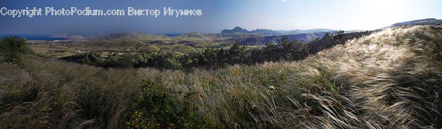Field, Grass, Grassland, Plant, Land, Outdoors, Conifer