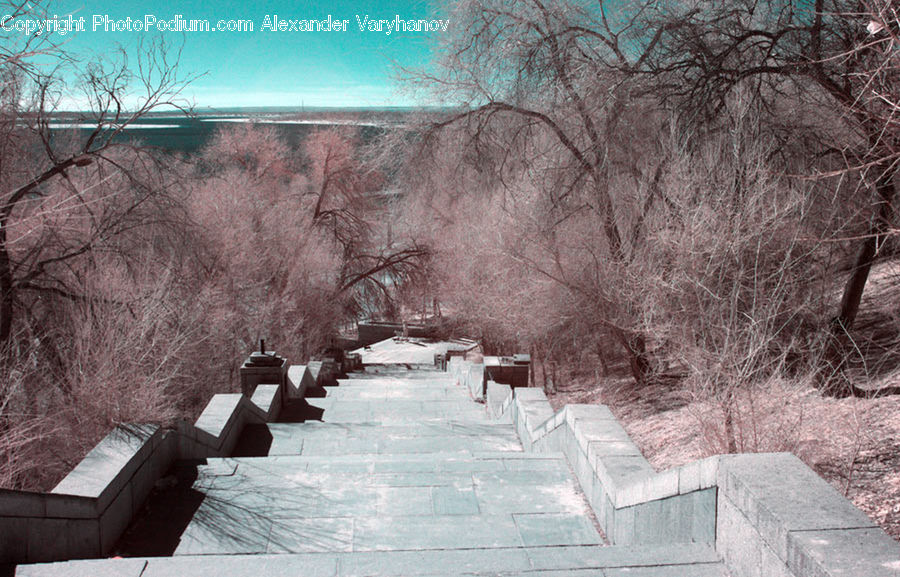Landscape, Nature, Scenery, Boardwalk, Deck, Path, Sidewalk