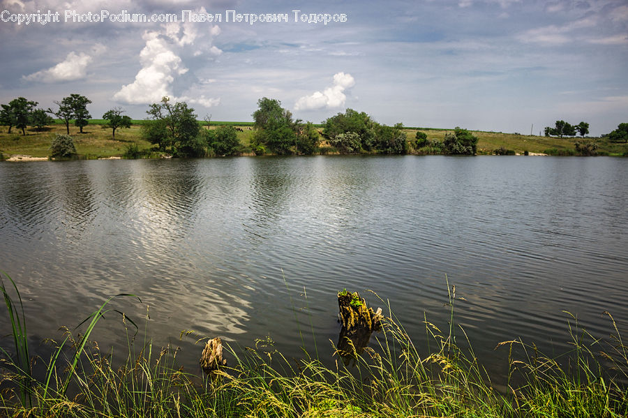 Lake, Outdoors, Water, Forest, Jungle, Rainforest, Vegetation
