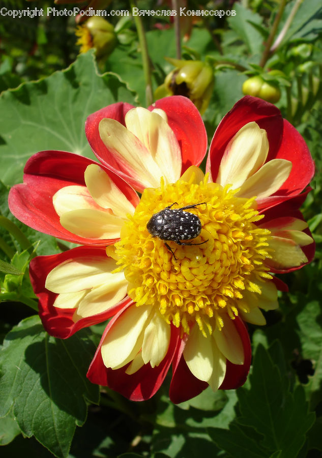 Blossom, Flora, Flower, Petal, Plant, Flower Arrangement, Flower Bouquet