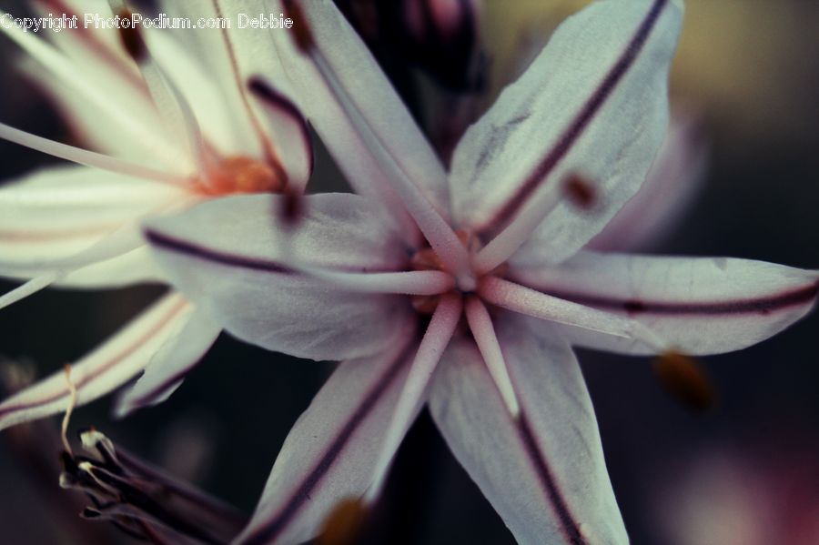 Blossom, Flora, Flower, Geranium, Plant, Anther, Petal