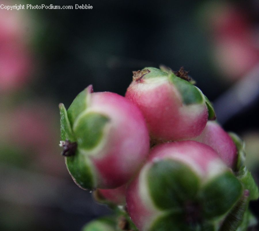 Bud, Plant, Fruit, Blossom, Flower, Peony, Flora