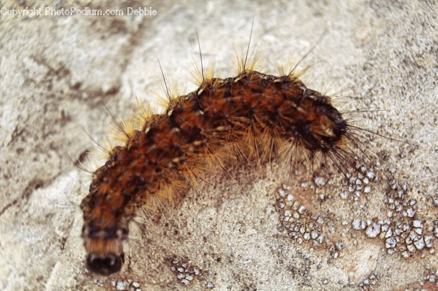 Cockroach, Insect, Invertebrate, Algae
