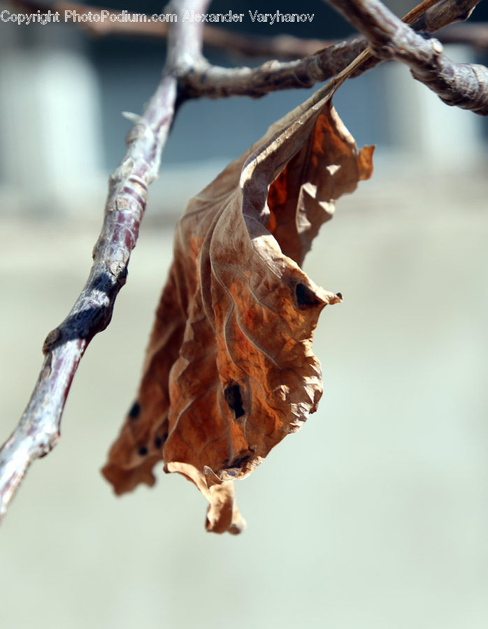 Ice, Icicle, Snow, Winter, Birch, Tree, Wood