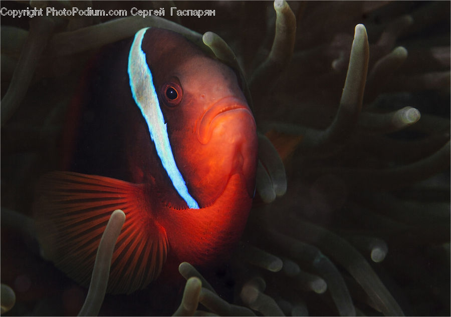 Fish, Sea Life, Invertebrate, Sea Anemone, Coral Reef, Outdoors, Reef