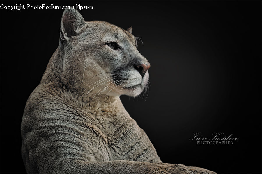 Animal, Cougar, Lion, Puma
