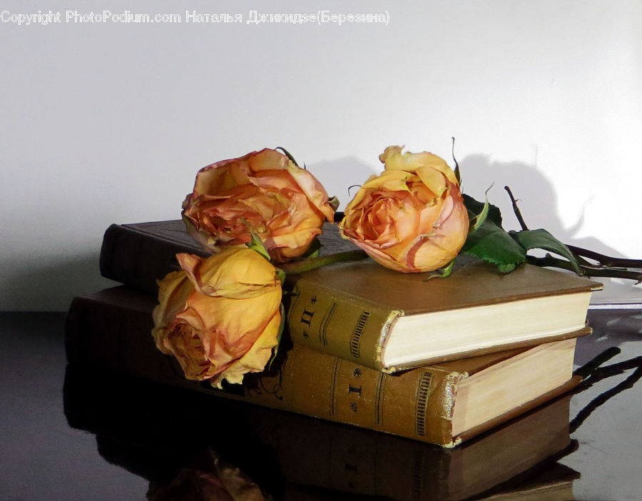 Blossom, Flower, Plant, Rose, Gift, Flower Arrangement, Flower Bouquet