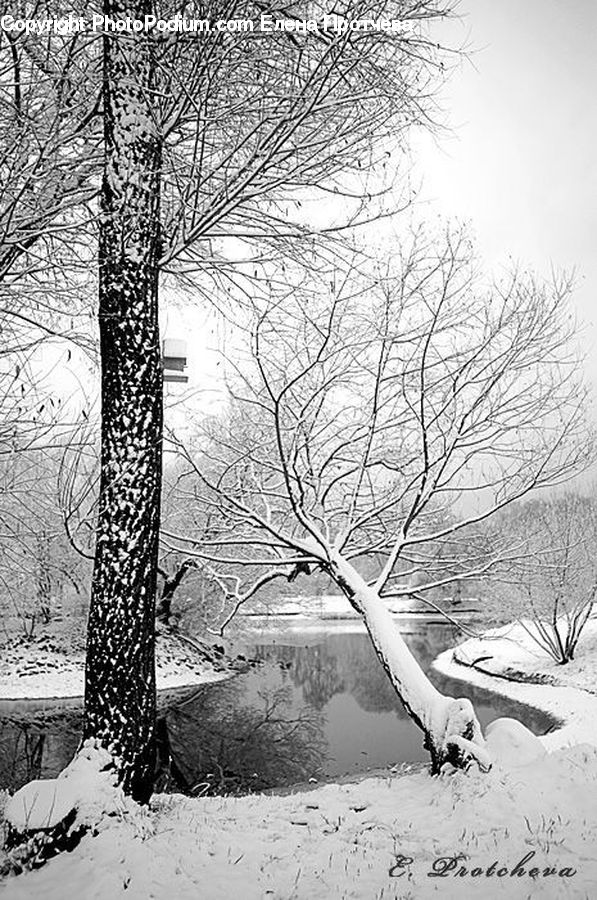 Puddle, Ice, Outdoors, Snow, Birch, Tree, Wood
