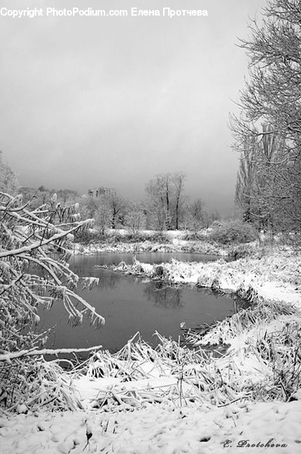 Ice, Outdoors, Snow, Frost, Forest, Vegetation